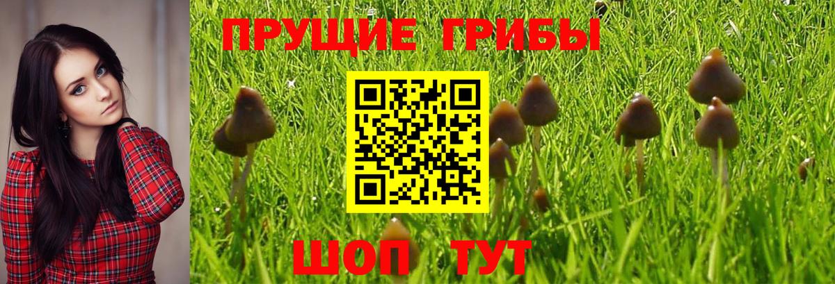 Юрга  Псилоцибиновые грибы ЛСД  Вход с VPN  Псилоцибиновые грибы MAGIC MUSHROOMS 
